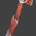 上腕二頭筋腱解剖図