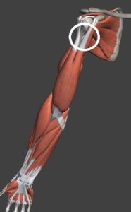 上腕二頭筋腱解剖図