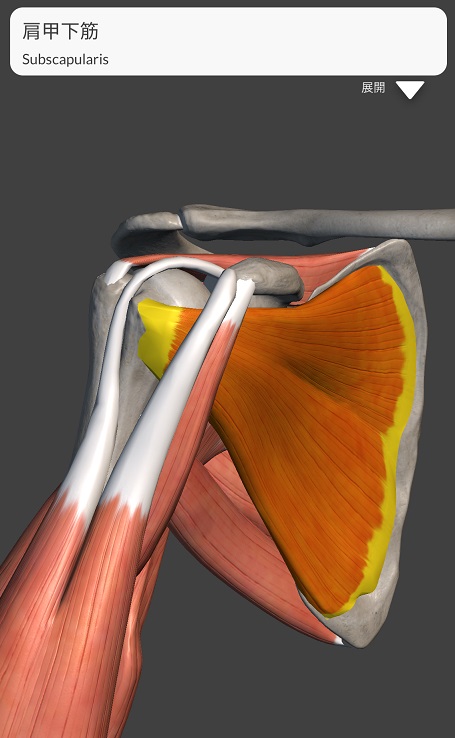 五十肩の原因となる筋の一つ、肩甲下筋
