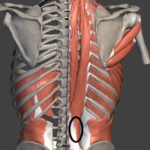 腰痛の原因（起立筋・多裂筋）