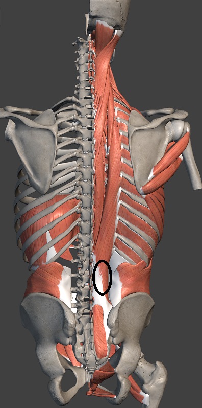 腰痛の起こる場所（脊柱起立筋、多裂筋）