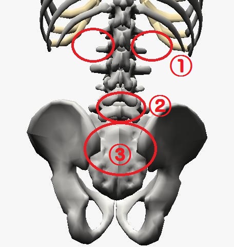 腰痛、痛みが起こる場所