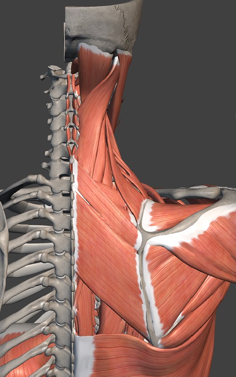 頚部、背部の筋