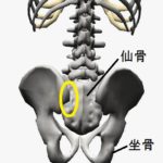 腰痛の原因（仙腸関節）