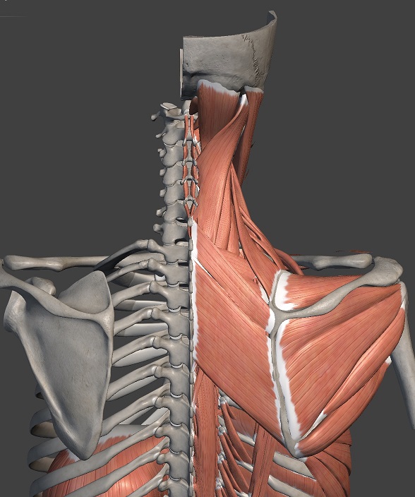 頚部・背部の筋