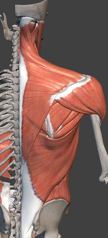首・肩・背部の筋